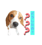 ビーグル犬 ほたる⑥（個別スタンプ：25）