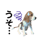 ビーグル犬 ほたる⑥（個別スタンプ：26）