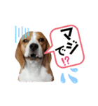 ビーグル犬 ほたる⑥（個別スタンプ：27）