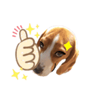 ビーグル犬 ほたる⑥（個別スタンプ：28）