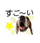 ビーグル犬 ほたる⑥（個別スタンプ：30）