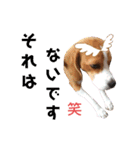 ビーグル犬 ほたる⑥（個別スタンプ：31）