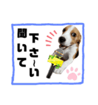 ビーグル犬 ほたる⑥（個別スタンプ：32）