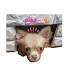 ☆琥珀の日常☆（個別スタンプ：1）
