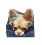 ☆琥珀の日常☆（個別スタンプ：3）