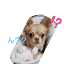 ☆琥珀の日常☆（個別スタンプ：6）