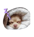 ☆琥珀の日常☆（個別スタンプ：8）