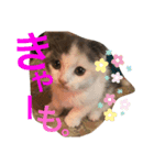 みゅーん きゃー2（個別スタンプ：5）