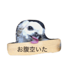 チワワのミリココ（個別スタンプ：2）