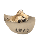 チワワのミリココ（個別スタンプ：4）