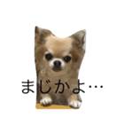 チワワのミリココ（個別スタンプ：5）