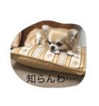 チワワのミリココ（個別スタンプ：6）