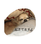 チワワのミリココ（個別スタンプ：9）