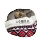 チワワのミリココ（個別スタンプ：11）