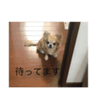 チワワのミリココ（個別スタンプ：12）