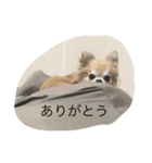チワワのミリココ（個別スタンプ：13）
