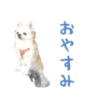 チワワ’sLife（個別スタンプ：2）