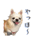 チワワ’sLife（個別スタンプ：3）