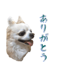 チワワ’sLife（個別スタンプ：4）