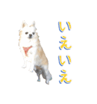 チワワ’sLife（個別スタンプ：5）