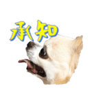 チワワ’sLife（個別スタンプ：7）