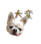 チワワ’sLife（個別スタンプ：9）
