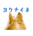 チワワ’sLife（個別スタンプ：11）