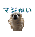 チワワ’sLife（個別スタンプ：16）