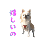 チワワ’sLife（個別スタンプ：17）