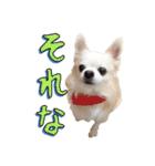 チワワ’sLife（個別スタンプ：21）
