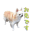 チワワ’sLife（個別スタンプ：22）