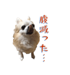 チワワ’sLife（個別スタンプ：26）