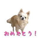 チワワ’sLife（個別スタンプ：29）