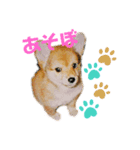 コチビ（個別スタンプ：1）