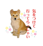 コチビ（個別スタンプ：4）