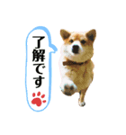 コチビ（個別スタンプ：7）
