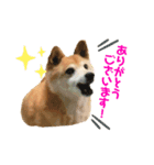 コチビ（個別スタンプ：8）