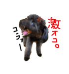 犬の気持ち╰( U ・ᴥ・)m（個別スタンプ：3）