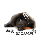 犬の気持ち╰( U ・ᴥ・)m（個別スタンプ：4）