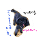 犬の気持ち╰( U ・ᴥ・)m（個別スタンプ：5）