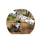 犬の気持ち╰( U ・ᴥ・)m（個別スタンプ：8）