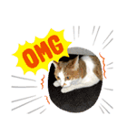 chiro09（個別スタンプ：1）