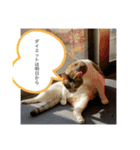 chiro09（個別スタンプ：13）