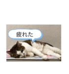 chiro09（個別スタンプ：14）