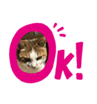 chiro09（個別スタンプ：16）