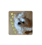 うちのやよちゃん♂（個別スタンプ：4）