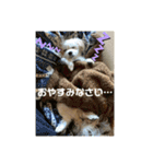 うちのやよちゃん♂（個別スタンプ：9）