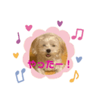 うちのやよちゃん♂（個別スタンプ：13）