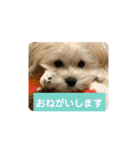 うちのやよちゃん♂（個別スタンプ：17）
