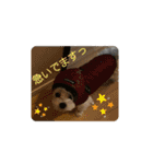 うちのやよちゃん♂（個別スタンプ：18）
